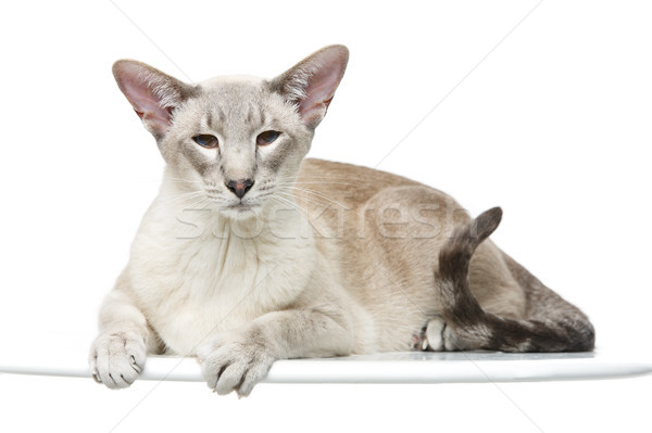 Beautiful oriental siam cat Stock photo © svetography