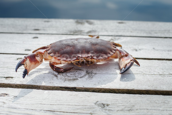 alive crab standing on wooden floor Stock photo © svetography