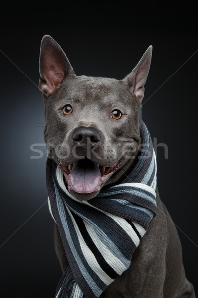 Güzel Taylandlı köpek gri eşarp genç Stok fotoğraf © svetography