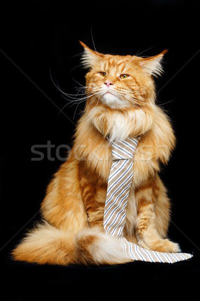 Stok fotoğraf: Güzel · kedi · adam · kravat · büyük