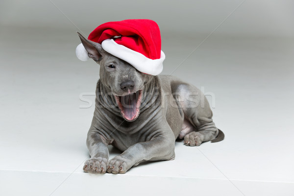 thai ridgeback puppy in xmas hat Stock photo © svetography