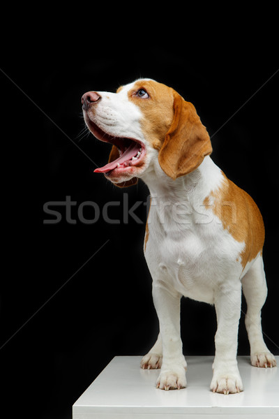 Foto stock: Belo · bigle · cão · menina · isolado · preto