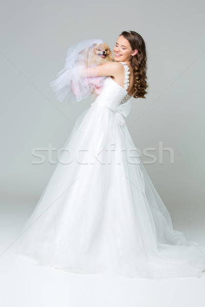 Stock photo: beautiful bride girl with spitz bride on gray background