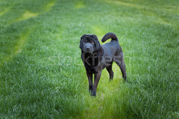 Schönen alten sharpei Hund Gras Kopie Raum Stock foto © svetography