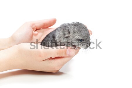 Chinchilla baby vergadering handen cute meisje Stockfoto © svetography