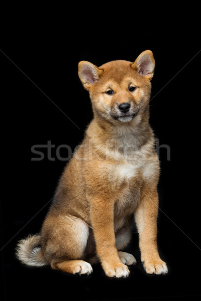 Stockfoto: Mooie · puppy · bruin · japans · hond · vergadering