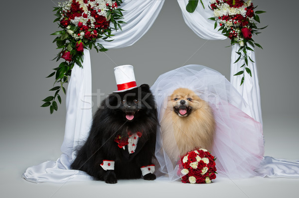 Köpek düğün çift çiçek kemer güzel Stok fotoğraf © svetography