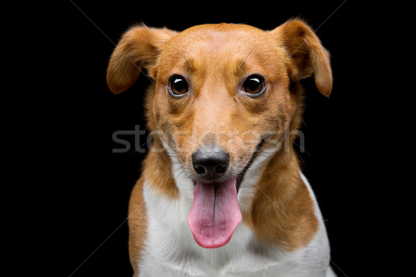 Jack Russell Terrier Porträt schönen Erwachsenen reinrassig Stock foto © svetography