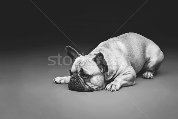 Mooie frans bulldog hond portret jonge Stockfoto © svetography