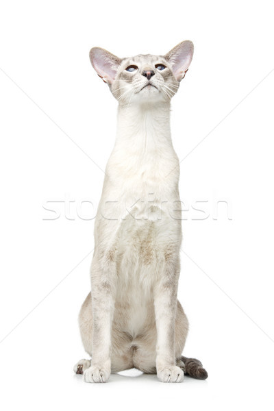 Beautiful oriental siam cat Stock photo © svetography