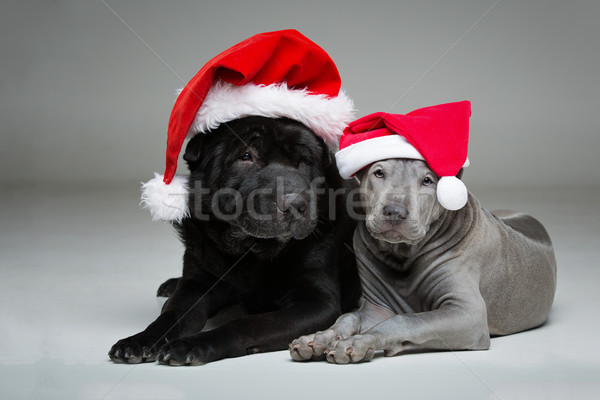 thai ridgeback puppy and shar pei dog Stock photo © svetography
