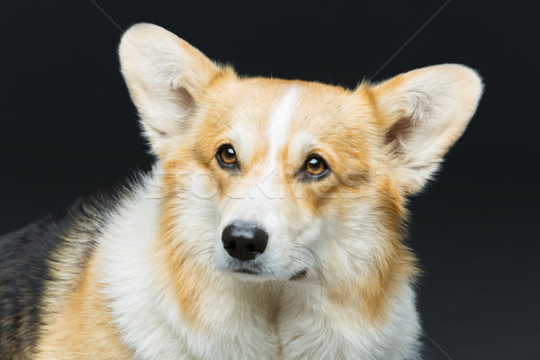 Beautiful welsh corgi dog Stock photo © svetography