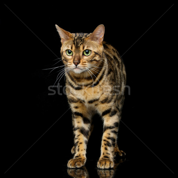 Piękna bengalski kot portret coś Zdjęcia stock © svetography