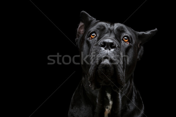 狗 肖像 美麗 黑色 商業照片 © svetography