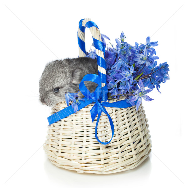 Szynszyla koszyka kwiaty baby posiedzenia niebieski Zdjęcia stock © svetography