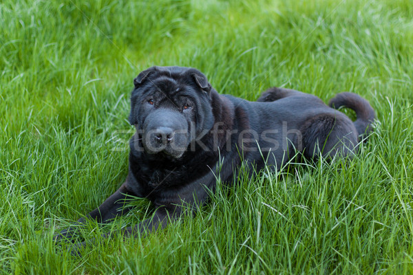 Bella vecchio sharpei cane erba copia spazio Foto d'archivio © svetography