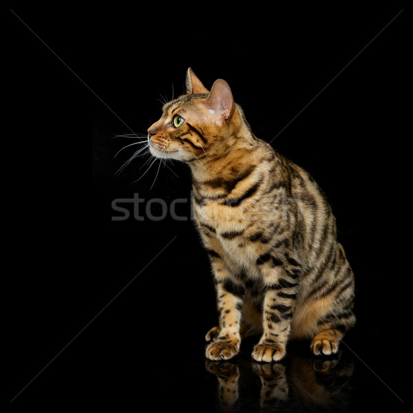 Beautiful bengal cat Stock photo © svetography