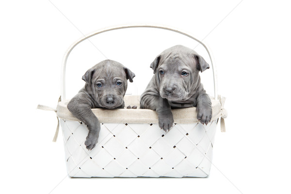 Dois thai filhotes de cachorro cesta isolado branco Foto stock © svetography