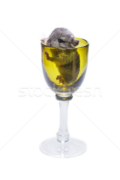 Cute chinchilla baby glas vergadering groene Stockfoto © svetography
