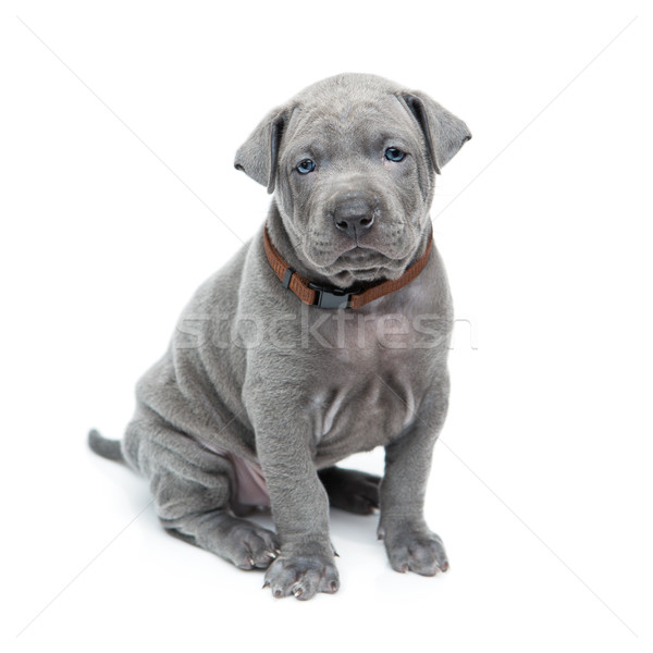Thai ridgeback puppy isolated on white Stock photo © svetography