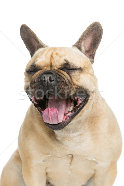 Stock photo: Beautiful french bulldog dog