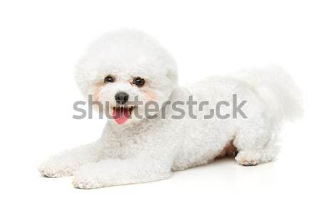 Belle chien isolé blanche espace de copie heureux [[stock_photo]] © svetography