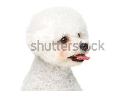 красивой собака изолированный белый копия пространства счастливым Сток-фото © svetography