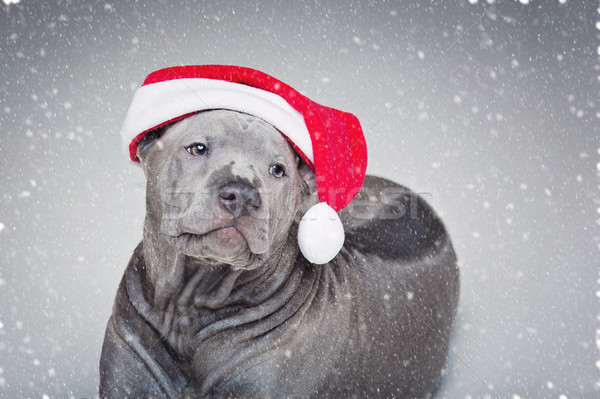 thai ridgeback puppy in xmas hat Stock photo © svetography