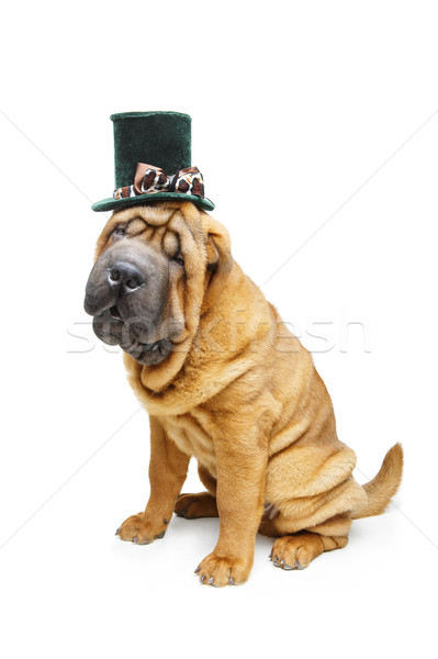 beautiful shar pei puppy in hat Stock photo © svetography