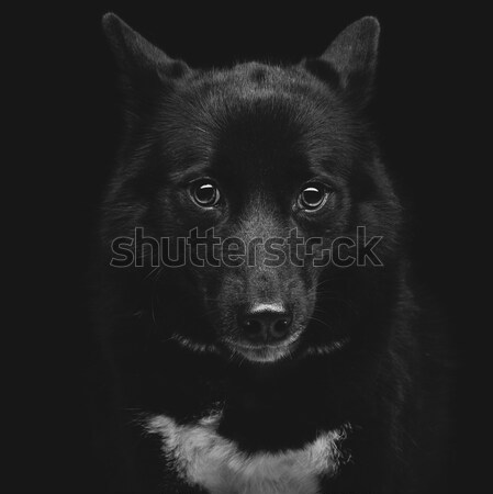 Black eskimo dog Stock photo © svetography