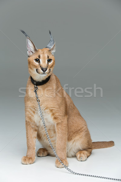 Beautiful caracal lynx sitting over grey background Stock photo © svetography