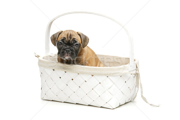 Foto stock: Cute · francés · bulldog · cachorro · cesta · hermosa
