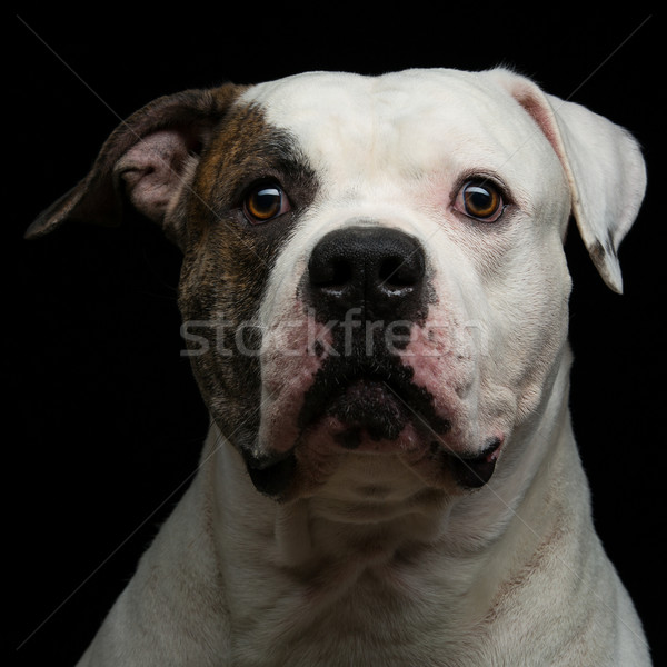 American bulldog Stock photo © svetography