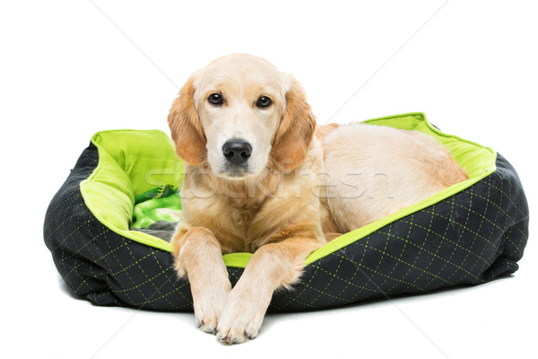 Jonge golden retriever hond groene puppy kussen Stockfoto © svetography