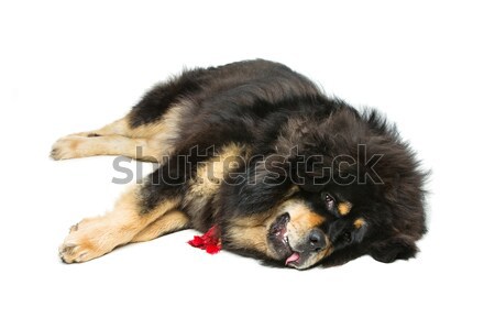 Güzel büyük mastı köpek portre Stok fotoğraf © svetography