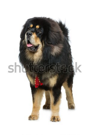 Mooie groot bulhond hond portret permanente Stockfoto © svetography