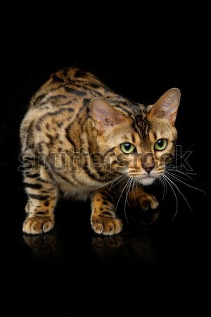 Beautiful bengal cat Stock photo © svetography