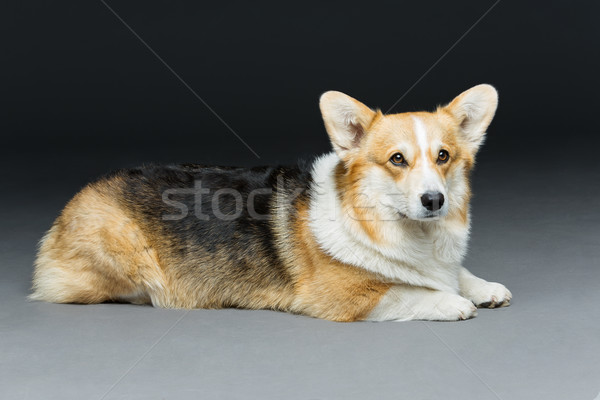 Beautiful welsh corgi dog Stock photo © svetography