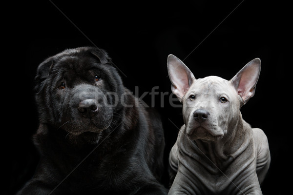 Güzel köpekler siyah eski köpek Stok fotoğraf © svetography