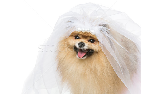 Mooie bruid geïsoleerd witte hond rok Stockfoto © svetography
