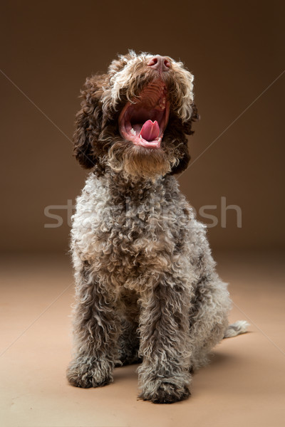 Stock photo: beautiful brown fluffy puppy