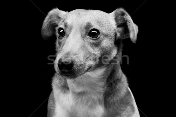 Jack russell terrier portret mooie volwassen Stockfoto © svetography