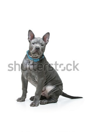 Thai cachorro belo azul meses velho Foto stock © svetography