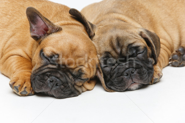 [[stock_photo]]: Cute · français · bulldog · chiots · dormir · belle