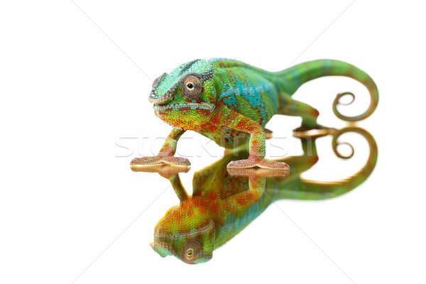 Lebendig Chamäleon reptil Sitzung Zweig Stock foto © svetography