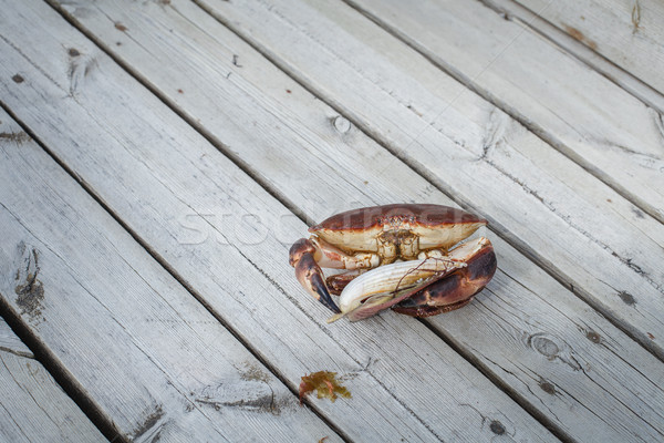 alive crab holding scallop in claw  Stock photo © svetography