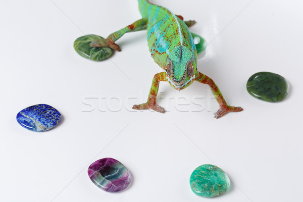 alive chameleon reptile Stock photo © svetography