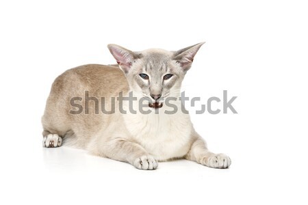 Beautiful oriental siam cat Stock photo © svetography
