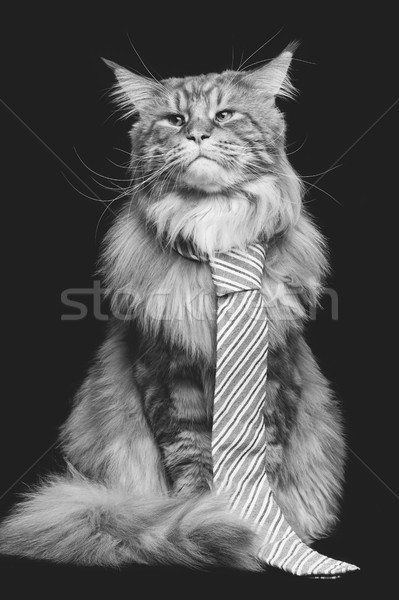 Belo gato homem amarrar grande Foto stock © svetography