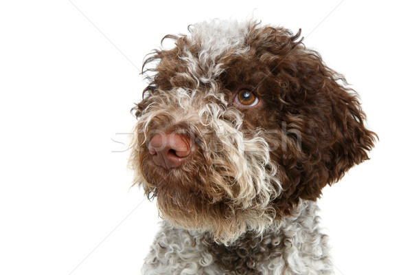 beautiful brown fluffy puppy Stock photo © svetography